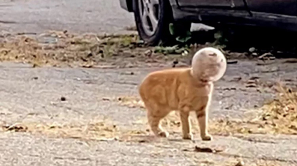 Illustration : Des bénévoles découvrent qu’un chaton s’est coincé la tête dans un pot de verre et décident de lui venir en aide (vidéo)