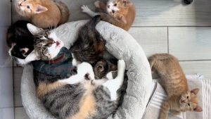 Illustration : "Une chatte se prend d'affection pour les chatons de sa sœur et les traite comme s'ils étaient les siens (vidéo)"