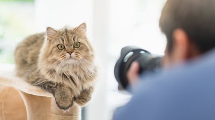 Illustration : Casting pour chat : que faut-il savoir avant de se lancer ?