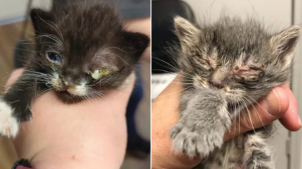 Illustration : 2 chatons en détresse lors d’une tornade tombent entre les mains de bénévoles qui vont changer leur vie