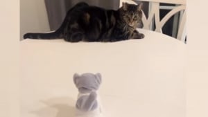 Illustration : "Je n'ai pas demandé à être père" : l'amusante réaction d'un chat face à un faux congénère un peu trop collant (vidéo)