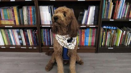 Illustration : Un Goldendoodle ayant appris à lire rejoint un club de lecture et en devient la mascotte