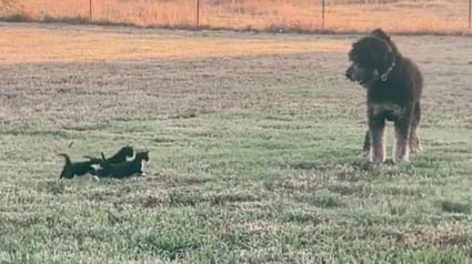 Illustration : Un grand chien devient la proie d'un trio de chatons : la scène émeut des millions d'internautes (vidéo)