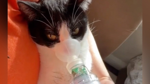 Illustration : "Sauvé des ordures, un chat atteint d'asthme est déterminé à vivre comme les autres (vidéo) "