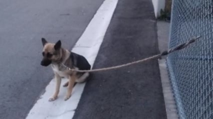 Illustration : Une chienne abandonnée devant un refuge attend qu'on lui offre la chance de retrouver une vie de famille