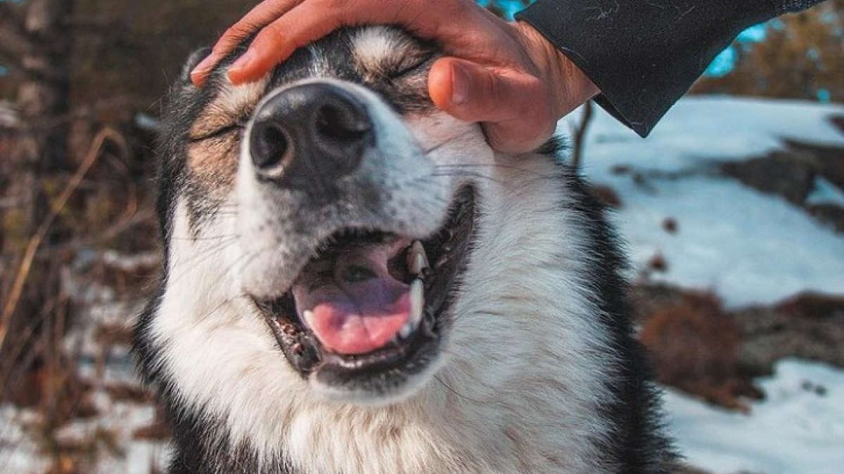 Illustration : "16 photos montrant tout l’attachement des Chien-Loup à leurs maîtres"