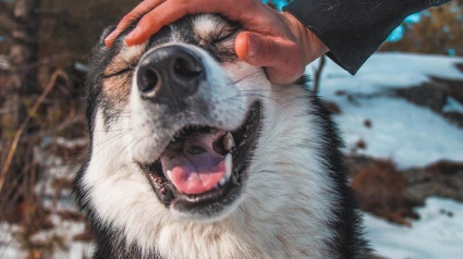 Illustration : 16 photos montrant tout l’attachement des Chien-Loup à leurs maîtres