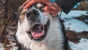 Illustration : "16 photos montrant tout l’attachement des Chien-Loup à leurs maîtres"