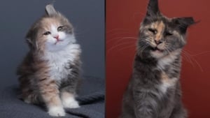 Illustration : Ce photographe passionné de chats revient avec une nouvelle série de portraits félins drôles et attendrissants (vidéo)