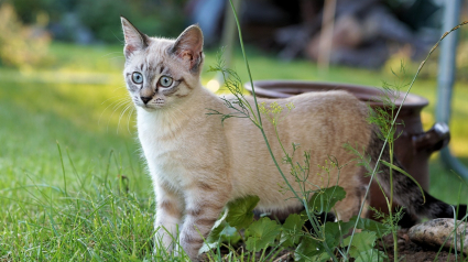 Illustration : Un chaton errant s'invite dans le jardin d'inconnus et fait une rencontre qui va changer sa vie (vidéo)