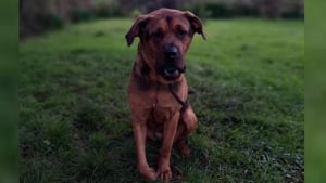 Illustration : Litige entre les propriétaires d'une chienne accidentée et la bénévole refusant de la leur rendre pour la "sauver"