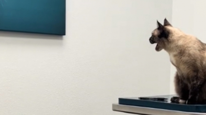 Illustration : Une chatte en visite chez le vétérinaire signifie son désaccord avec la déco murale du cabinet (vidéo)