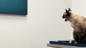 Illustration : Une chatte en visite chez le vétérinaire signifie son désaccord avec la déco murale du cabinet (vidéo)