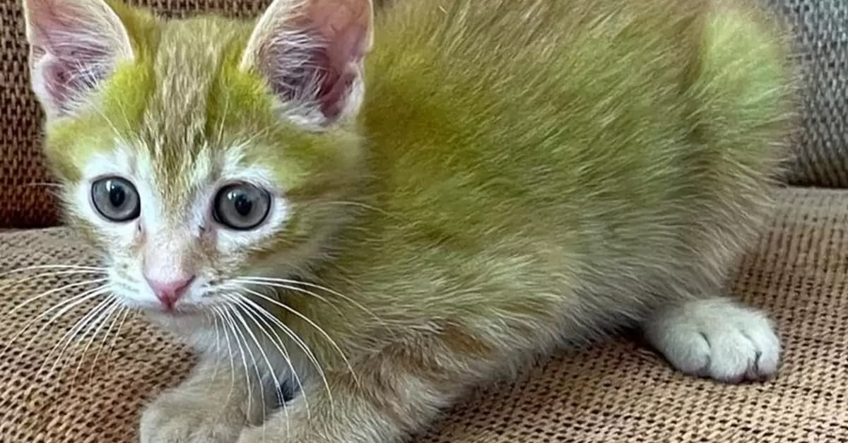 The Popular Kitten with a Unique Green Coat Takes the Town by Storm