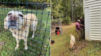 Illustration : Toute une communauté se mobilise pour offrir un jardin à un chien d'assistance judiciaire