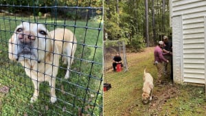 Illustration : Toute une communauté se mobilise pour offrir un jardin à un chien d'assistance judiciaire