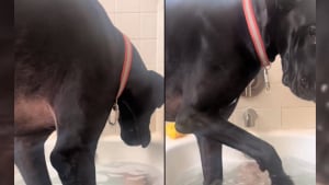 Illustration : Elle pensait prendre tranquillement son bain mais c'était sans compter son grand chien se prenant encore pour un bébé (vidéo)