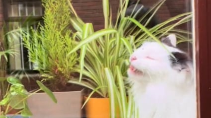 Illustration : L'amusante réaction d'un chat comprenant qu'il n'était pas seul pendant qu'il s'en prenait à une plante (vidéo)