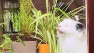 Illustration : L'amusante réaction d'un chat comprenant qu'il n'était pas seul pendant qu'il s'en prenait à une plante (vidéo)