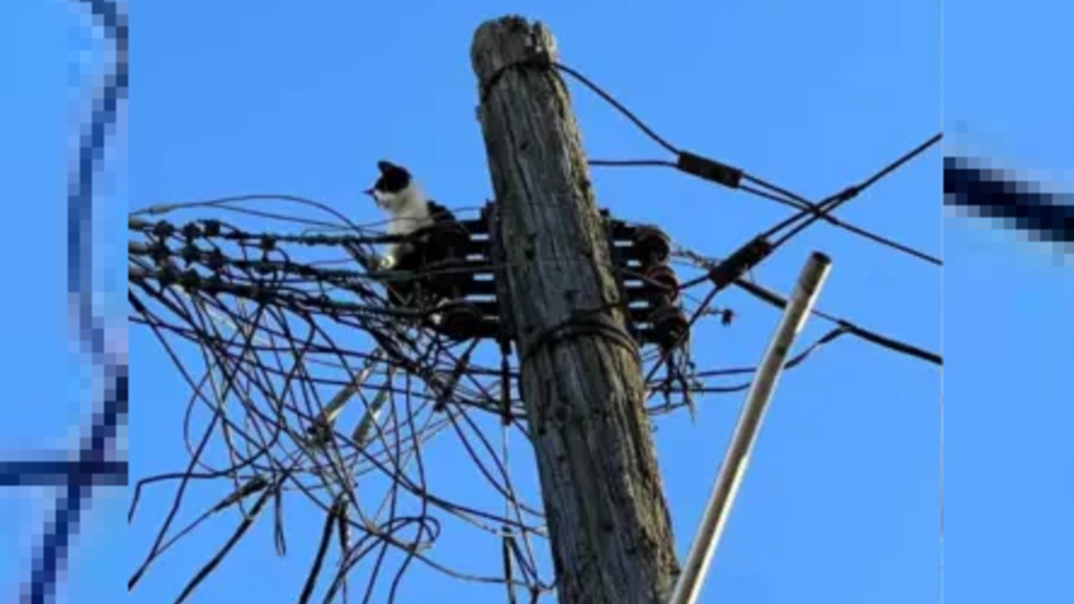 Illustration : "Riverains mobilisés et électricité coupée dans tout le quartier pour tenter de secourir un chat coincé sur un poteau électrique"