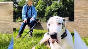 Illustration : Un Dogue Allemand devient le meilleur ami d'une mamie endeuillée et férue comme lui de randonnée