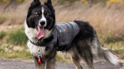 Illustration : Le gilet relaxant pour chien ThunderShirt plébiscité par les testeurs de Pets Genius