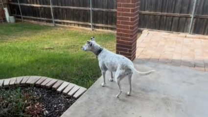 Illustration : Le moment joyeux où un chien habitué à la vie en appartement découvre sa nouvelle maison avec jardin (vidéo)