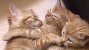 Illustration : L'adorable réaction de chatons blottis les uns contre les autres et dont le frère fait un cauchemar (vidéo)