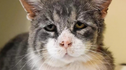 Illustration : Un chat au regard "triste" entrevoit le bonheur après 8 années passées entre rues et refuge