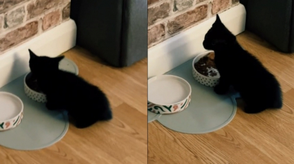 Illustration : La réaction attendrissante d'un chaton qui peut enfin manger "comme un grand" (vidéo)