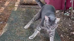 Illustration : Une femme découvre un chat chancelant dans son jardin et décide de lui venir en aide