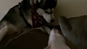 Illustration : Un Husky est frustré de ne pas réussir à réveiller son frère canin qui est sourd (vidéo)