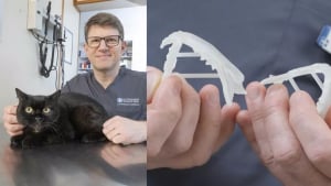 Illustration : L'impression 3D au secours d'une chatte ayant miraculeusement survécu à une chute du 4e étage