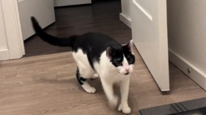 Illustration : Ce chat se adopte une posture hilarante chaque fois que sa maîtresse prend son bain (vidéo)