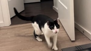 Illustration : Ce chat se adopte une posture hilarante chaque fois que sa maîtresse prend son bain (vidéo)