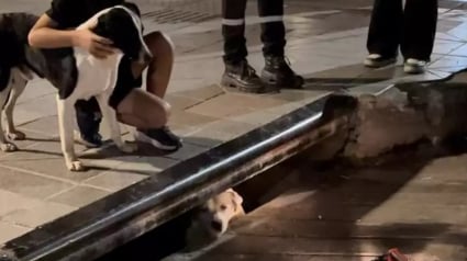 Illustration : Un chien demande de l’aide aux passants pour sauver son ami coincé dans un égout (vidéo) 