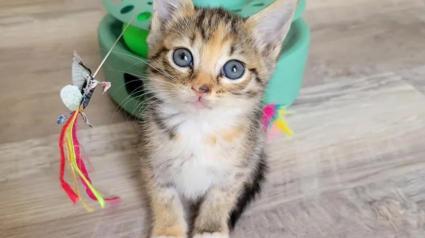 Illustration : Une automobiliste arrêtée au feu rouge voit un chaton errant sur la route et passe à l'action