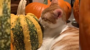 Illustration : Un chat tombe amoureux d'une citrouille et en fait son compagnon de "soutien émotionnel" (vidéo)