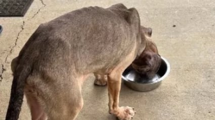 Illustration : Retrouvée gisante au milieu d’une flaque d’eau, cette chienne abandonnée était trop malheureuse pour continuer à se battre 