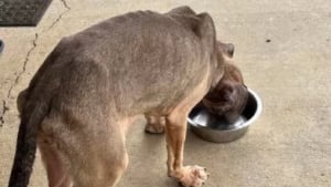 Illustration : Retrouvée gisante au milieu d’une flaque d’eau, cette chienne abandonnée était trop malheureuse pour continuer à se battre 