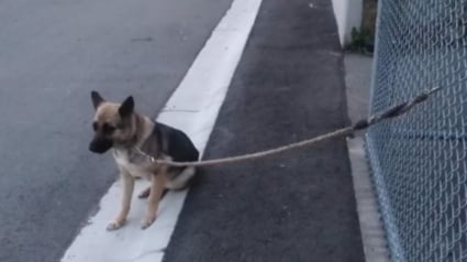 Illustration : Des nouvelles réjouissantes de Lucy, chienne découverte abandonnée devant un refuge