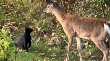 Illustration : L'échange inattendu entre un jeune cerf et un petit chat noir qui a ému les internautes (vidéo)