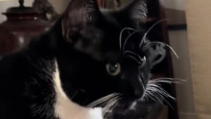 Illustration : La propriétaire de ce chat tuxedo éclate de rire en voyant qu'il est déjà prêt pour Halloween (vidéo)