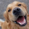 Illustration : Hygiène bucco-dentaire du chien : comment prendre soin de ses dents ?