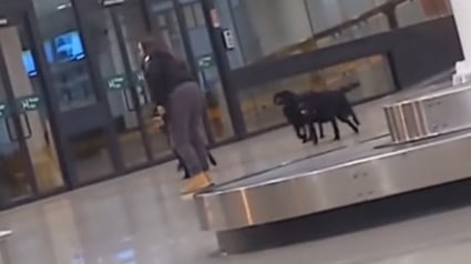 Illustration : Des chiens policiers offrent une scène adorable en s'accordant un moment de détente à l'aéroport (vidéo)