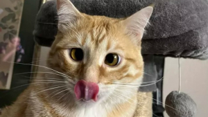 Illustration : 14 photos attendrissantes ou amusantes de superbes chats au pelage roux