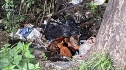 Illustration : Une chatte blessée et ses 4 chatons découverts au milieu d’un tas d’ordures