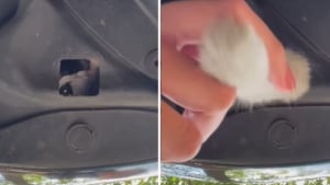 Illustration : L'appel à l'aide désespéré d'Odyssey, une jeune chatte coincée sous un capot de voiture (vidéo)