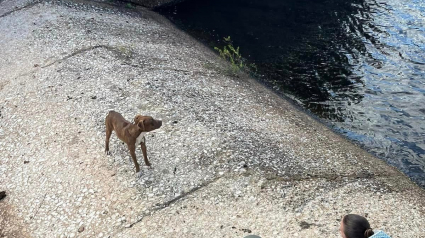 Illustration : Un chien pris au piège dans le déversoir d'un canal place tous ses espoirs entre les mains des agents animaliers