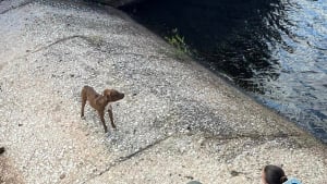 Illustration : "Un chien pris au piège dans le déversoir d'un canal place tous ses espoirs entre les mains des agents animaliers"